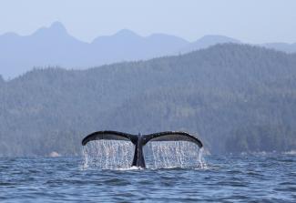 Photo of a whale's tail with backdrop of mountains